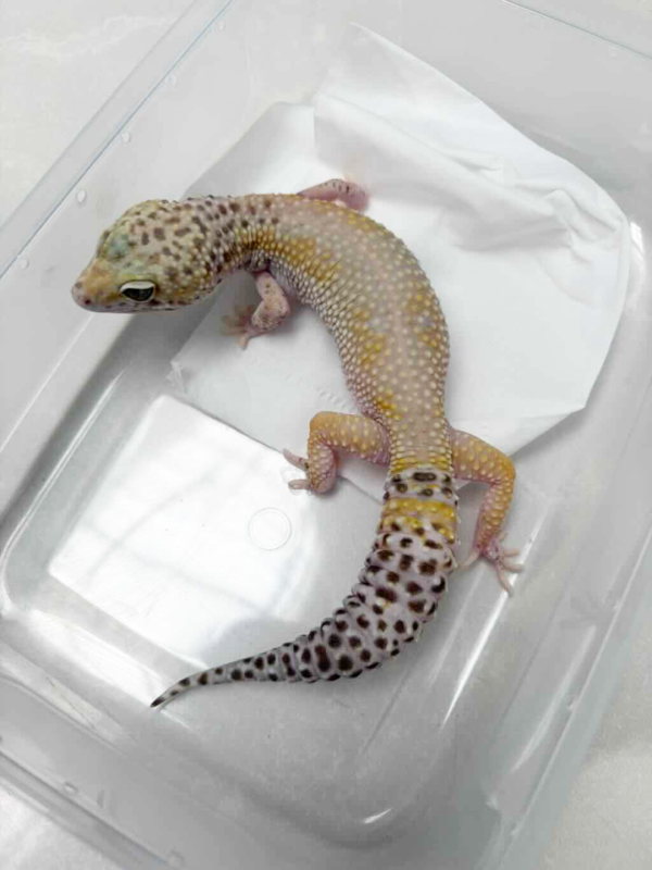 L161 White & Yellow Hypo TUG Snow female