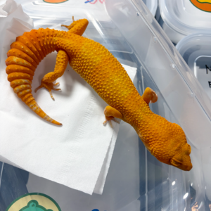 L334 Sunglow Emerine Leopard Gecko