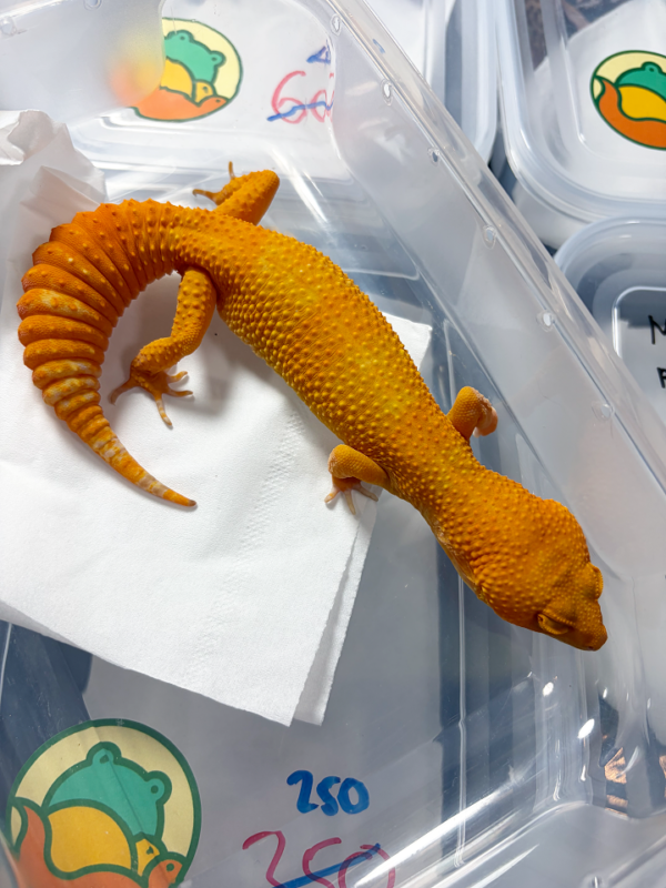 L334 Sunglow Emerine Leopard Gecko