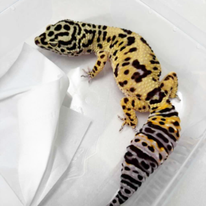 L347 Afghan Cross betina jumbo gecko