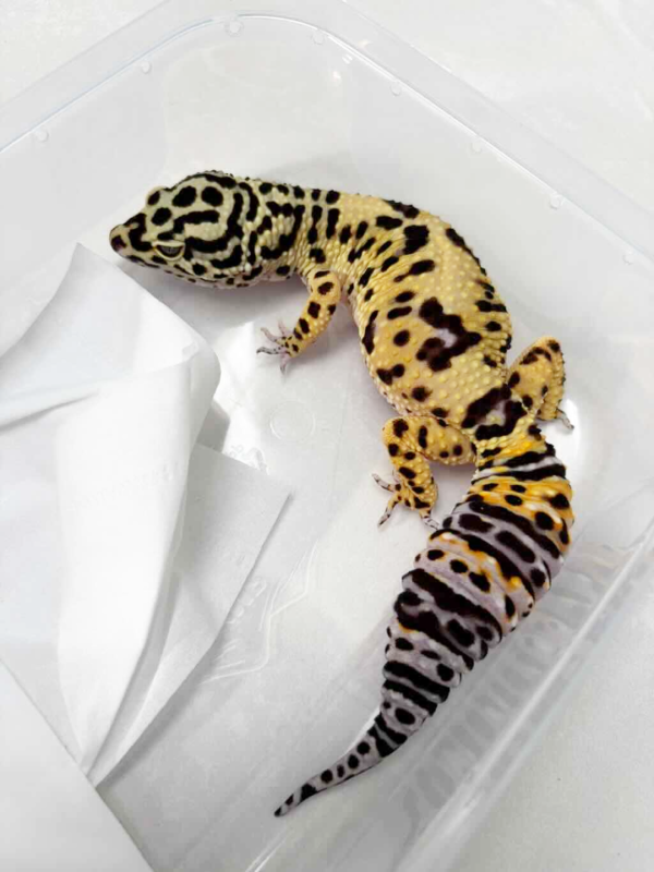 L347 Afghan Cross betina jumbo gecko