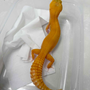 R250003 Gecko Sunglow RAPTOR betina