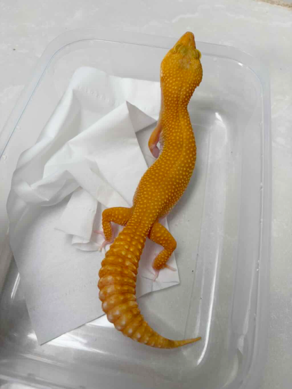 R250003 Gecko Sunglow RAPTOR betina
