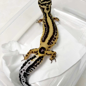 R250004 Gecko Bold Stripe betina