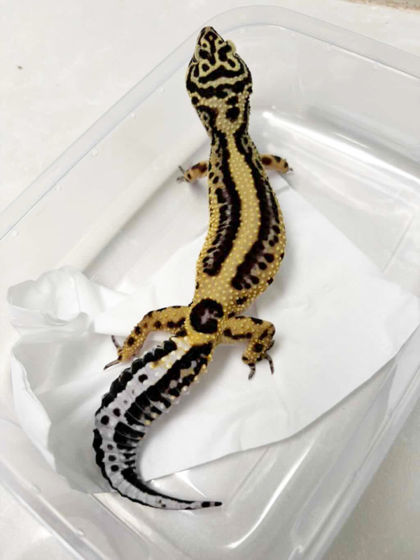 R250004 Gecko Bold Stripe betina