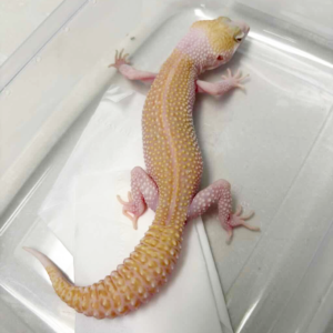 R250005 Gecko Pied Super RAPTOR