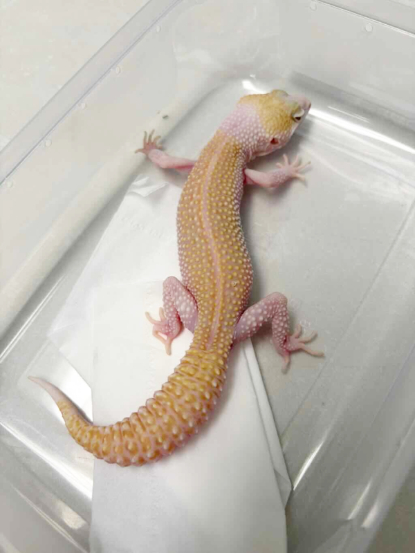 R250005 Gecko Pied Super RAPTOR
