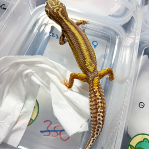 R250007 Gecko Bell Bold Stripe betina
