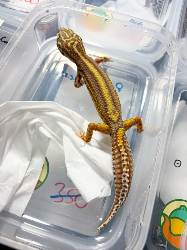 R250007 Gecko Bell Bold Stripe betina