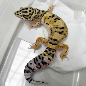 R250030 Tangerine Afghan Cross betina gecko