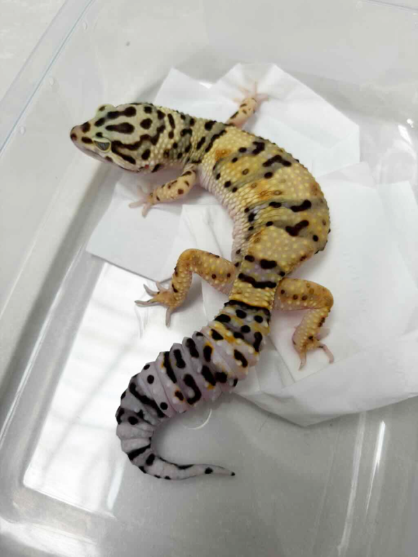 R250030 Tangerine Afghan Cross betina gecko