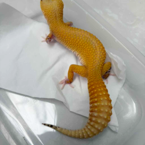 R250057 Eclipse Patty Stripe CT Pied