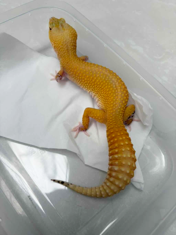 R250057 Eclipse Patty Stripe CT Pied