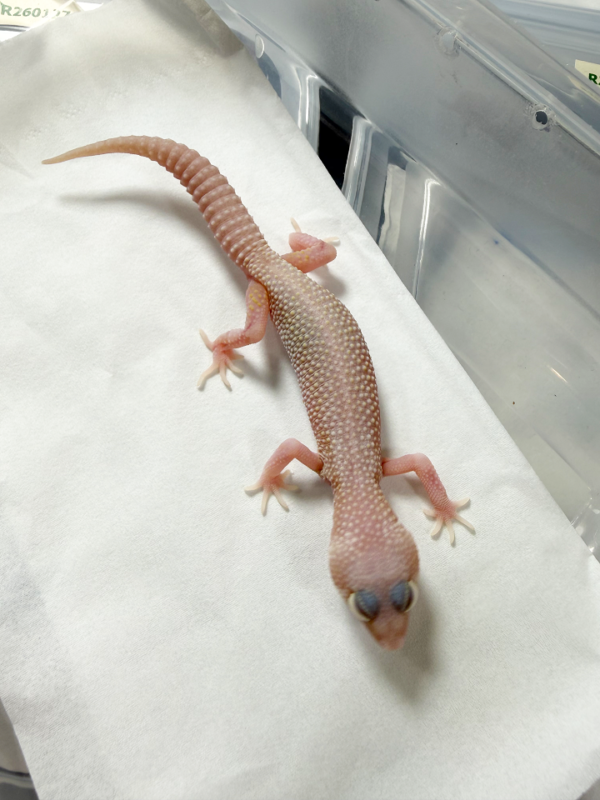 R260148 Snowflakes Leopard Gecko betina