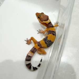 R260163 Gecko Tangerine poss Giant incub jantan R260163 Gecko Tangerine poss Giant incub jantan