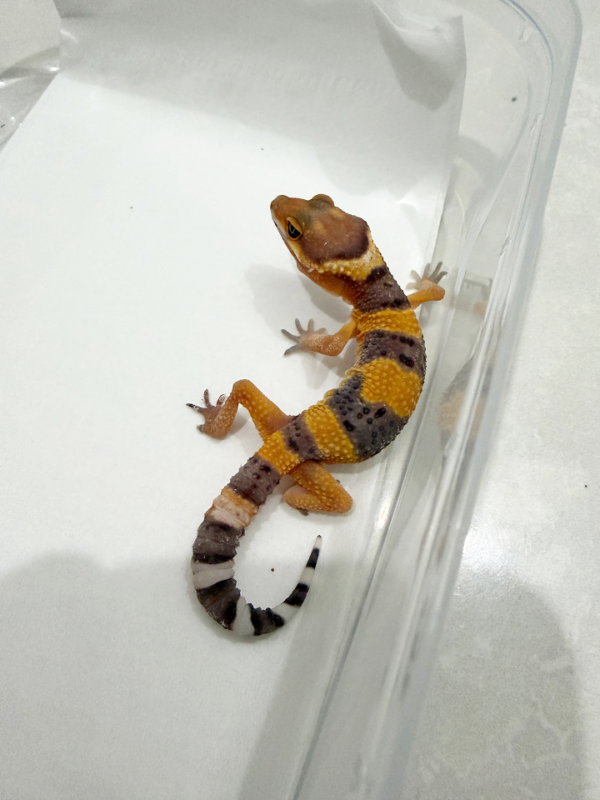 R260163 Gecko Tangerine poss Giant incub jantan