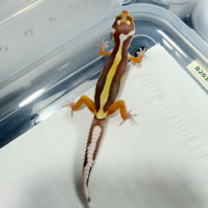R260199 Gecko Tremper Bold Stripe jantan R260199 Gecko Tremper Bold Stripe jantan