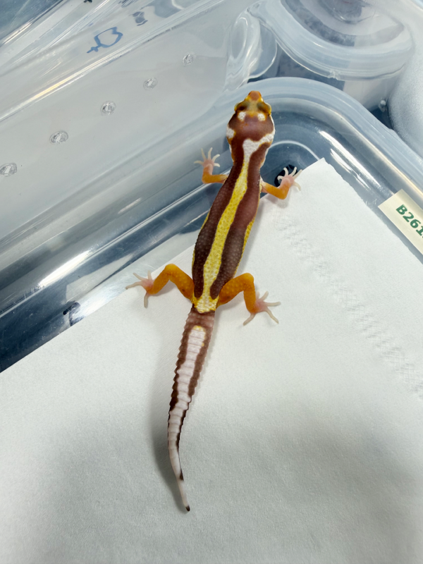 R260199 Gecko Tremper Bold Stripe jantan