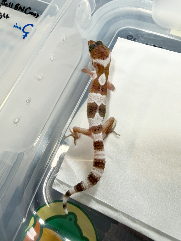 R260211 Gecko Hypo TUG Snow jantan