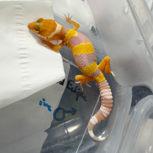 R260213 Sunglow Leopard Gecko