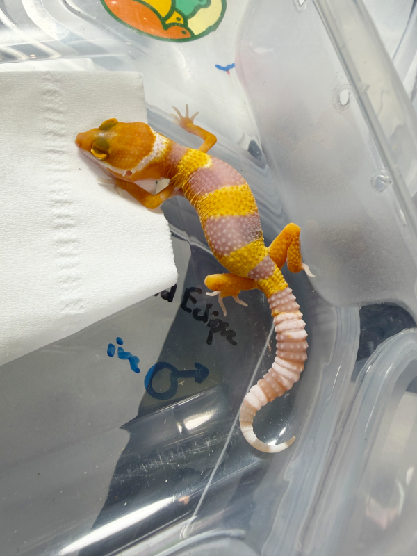 R260213 Sunglow Leopard Gecko