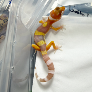 R260226 White & Yellow Tremper Lavender
