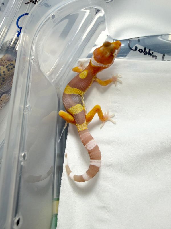 R260226 White & Yellow Tremper Lavender