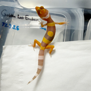R260232 Tremper Lavender Jungle Gecko