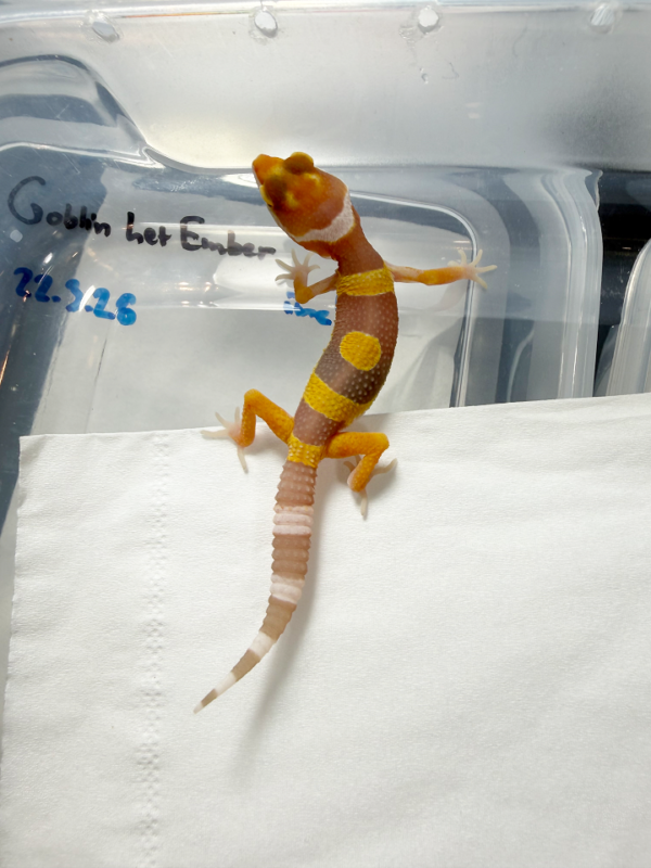 R260232 Tremper Lavender Jungle Gecko