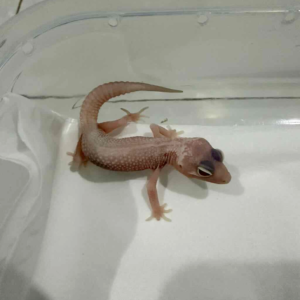 R260260 Snowflakes Leopard Gecko R260260 Snowflakes Leopard Gecko