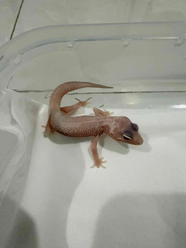 R260260 Snowflakes Leopard Gecko