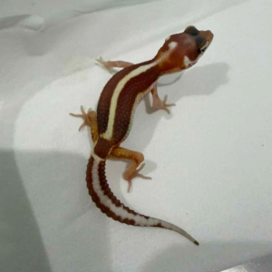 R260279 Mack Snow Tremper Bold Stripe R260279 Mack Snow Tremper Bold Stripe