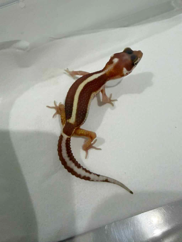 R260279 Mack Snow Tremper Bold Stripe