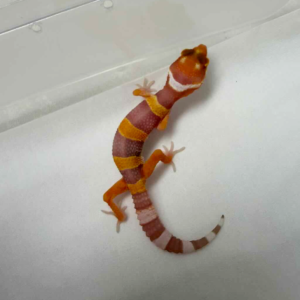 R260325 Tremper Lavender poss Giant incub female