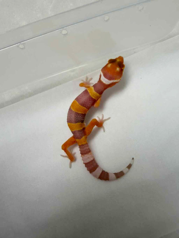 R260325 Tremper Lavender poss Giant incub female