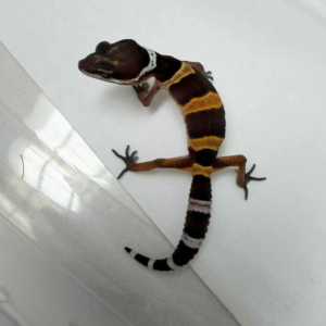 R260354 Tangerine Black Night gecko