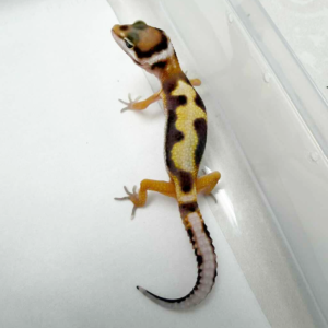R260367 White & Yellow Jungle het RAPTOR baby R260367 White & Yellow Jungle het RAPTOR baby