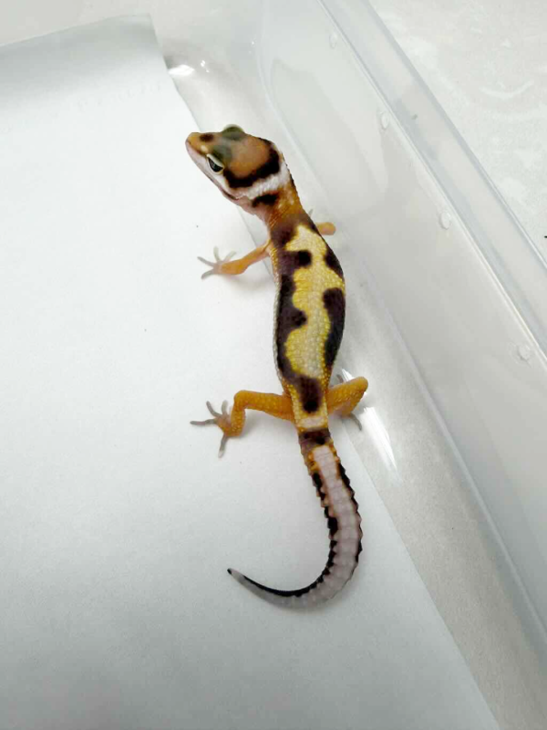 R260367 White & Yellow Jungle het RAPTOR baby