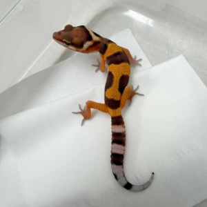 R260377 Tangerine Jungle poss Giant