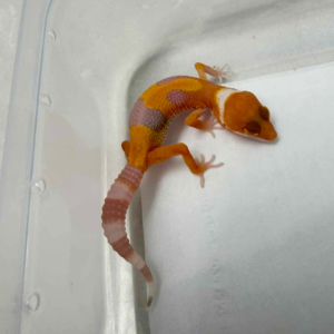 R260401 Sunglow poss Giant incub male R260401 Sunglow poss Giant incub male