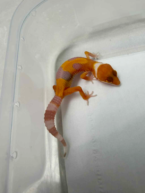 R260401 Sunglow poss Giant incub male
