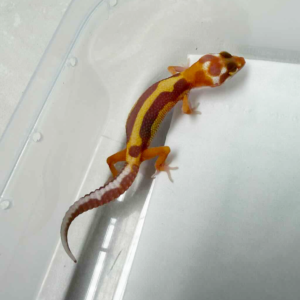 R260405 Tremper Albino Stripe incub jantan R260405 Tremper Albino Stripe incub jantan