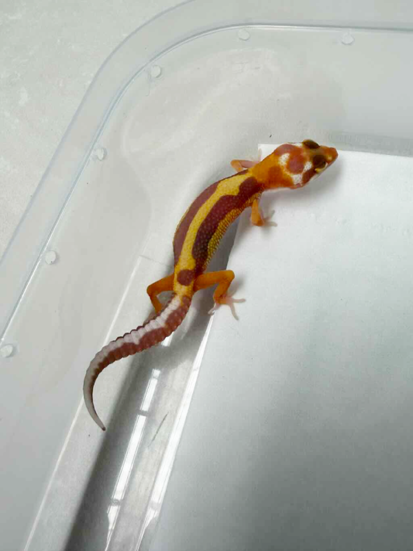 R260405 Tremper Albino Stripe incub jantan