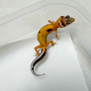 R260415 Patty Stripe het Tremper