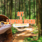 African Tat Tailed (AFT) vs Leopard Gecko pilih yang mana untuk dipelihara