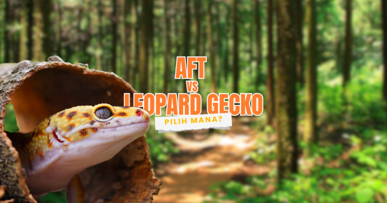 African Tat Tailed (AFT) vs Leopard Gecko pilih yang mana untuk dipelihara