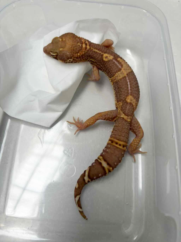 B250433 Tangerine Chocolate jantan
