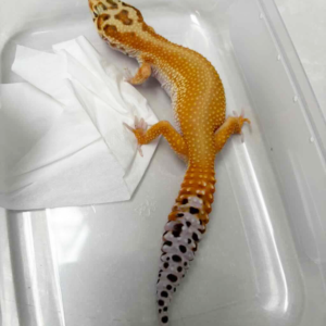 B250502 Patty Stripe CT gecko betina