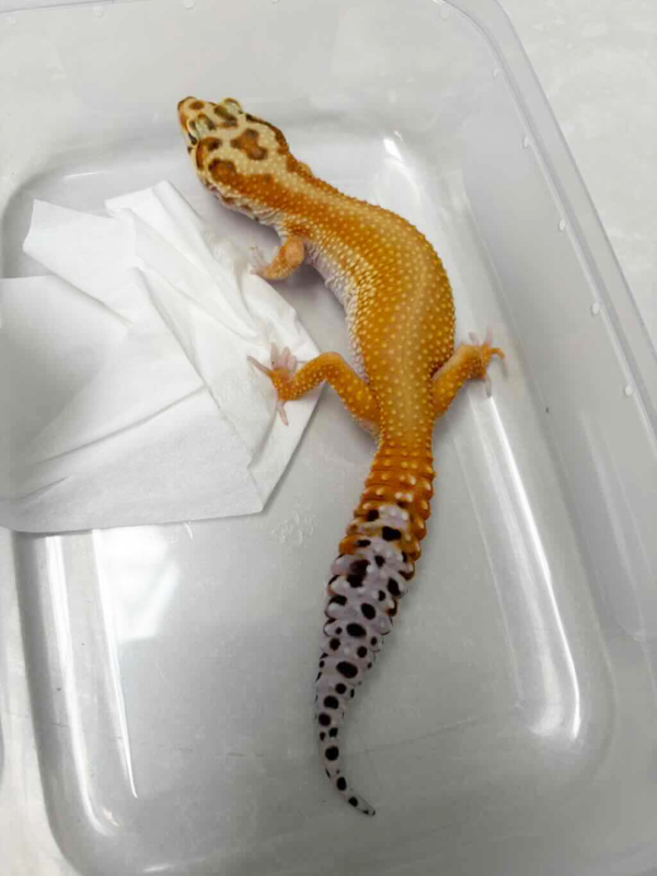 B250502 Patty Stripe CT gecko betina