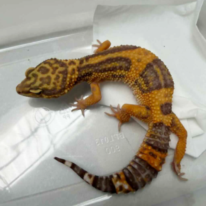 B250519 Tangerine Albino BN Cross